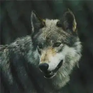 狼
