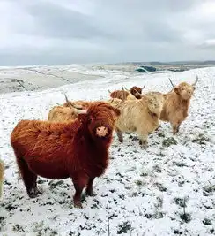 雪兔深情仰头像极费玉清动物仿歌星招牌姿势拍专辑封面
