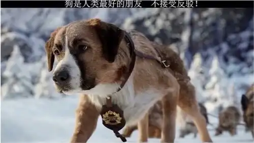 快把我栓上,我也要跑太刺激了,巴克二