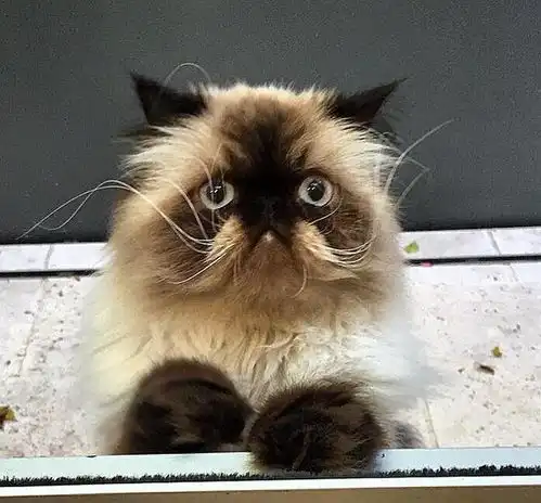 20只天生与众不同的猫咪,萌化了你的小心肝