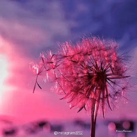 蓝文青的相册向往阳光
