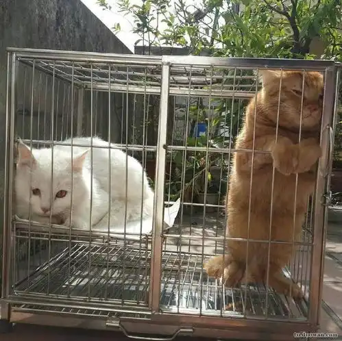 一辆硬气摩托车
