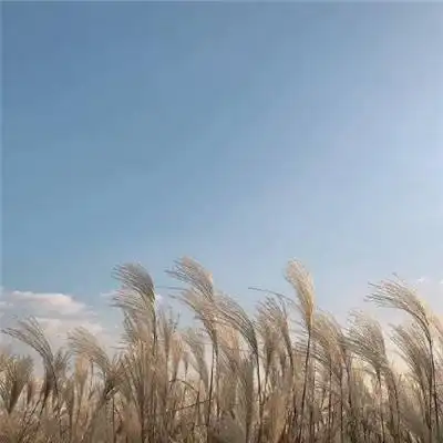 十六年老凤凰登录
